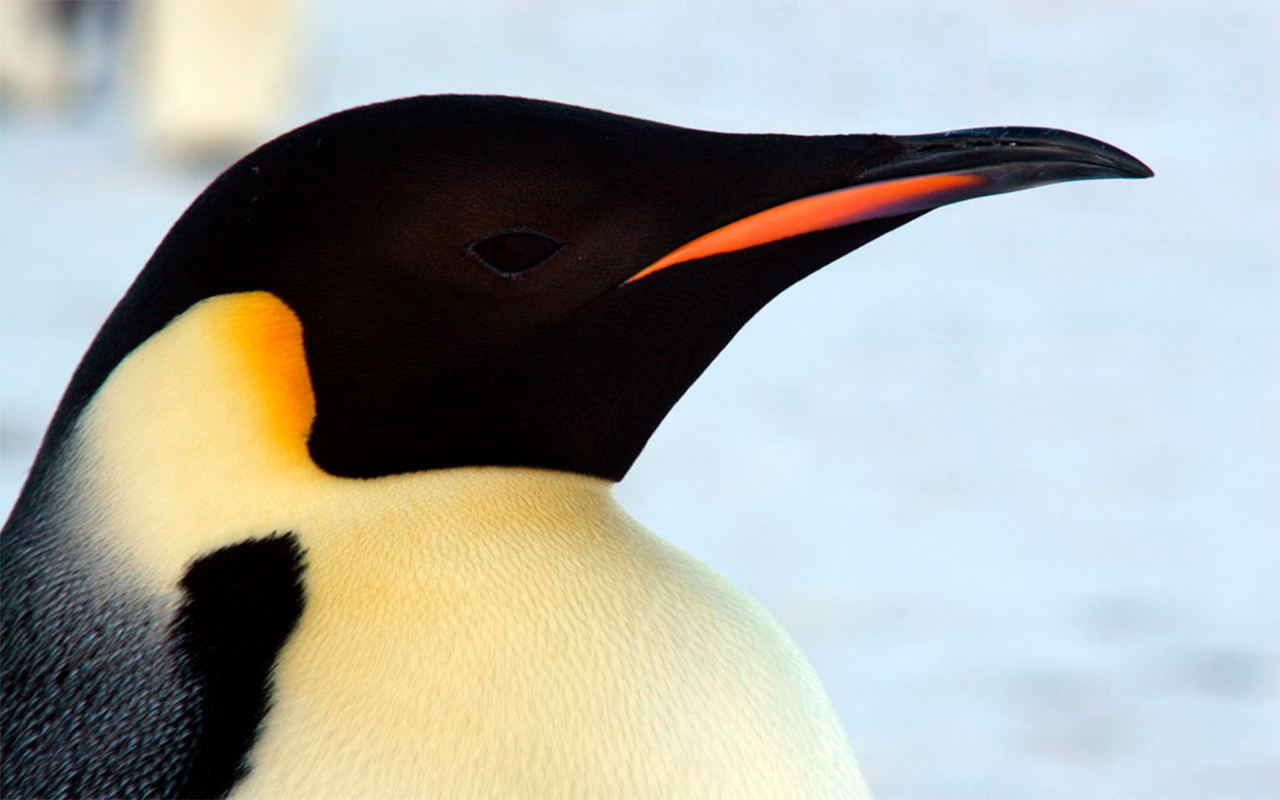 Viaje al Mar de Weddell: en busca del pingüino Emperador