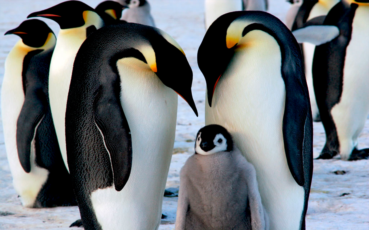 ¿Qué animales habitan en la Antártida?